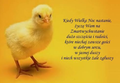 Żółta kartka z kurczakiem